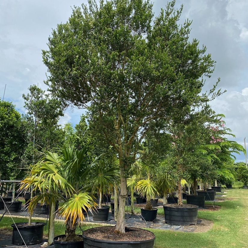 Myrcianthes Fragrans - Simpson Stopper Tree for sale Florida