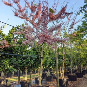 45 Gal - Cassia Bakeriana tree - Pink Cassia