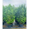 45 Gal - Conocarpus Erectus - Green Buttonwood - Bush