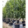 45gal -calophylluminophyllum-beautyleaf-kamani tree