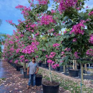 65 Gal - Bauhinia x Blakeana - Hong Kong Orchid