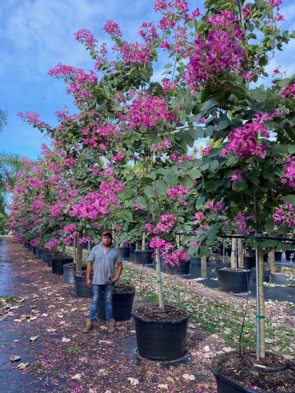 Hong Kong Orchid tree 65 Gallons - Bauhinia x Blakeana