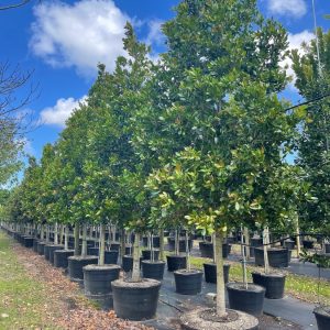 65 Gal - Calophyllum Brasilensis - Brazil Beauty Leaf