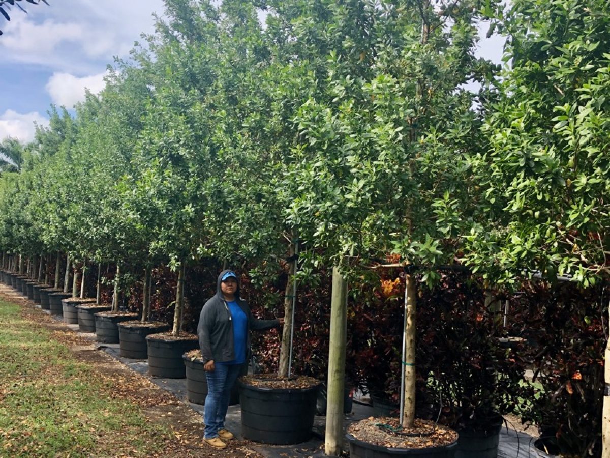 Conocarpus Erectus: Green Buttonwood Tree For Sale South Florida