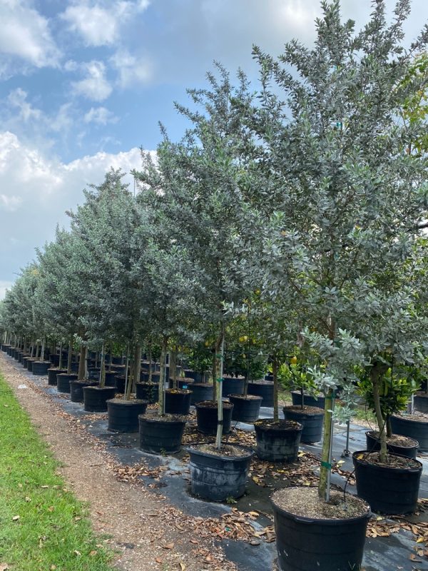 65 Gal - Conocarpus Erectus Var. Sericeus - Silver Buttonwood