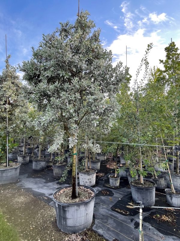 65 Gal - Conocarpus Erectus Var. Sericeus - Silver Buttonwood