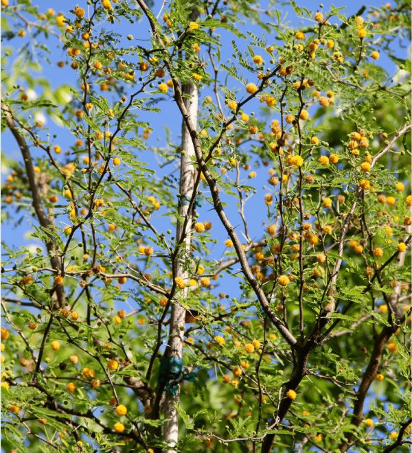 Acacia Farnesiana - Sweet Acacia, Needle Bush - Flower