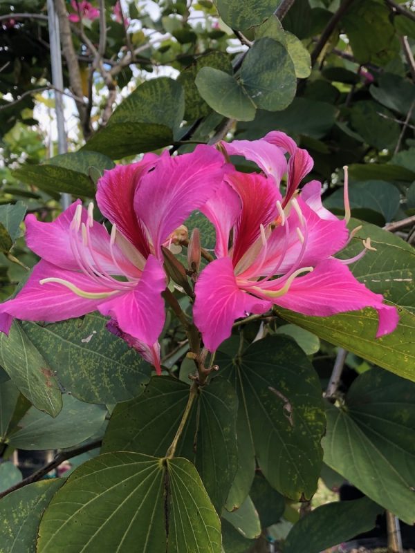 Bauhinia x Blakeana - Hong Kong Orchid - Flower - Leaves