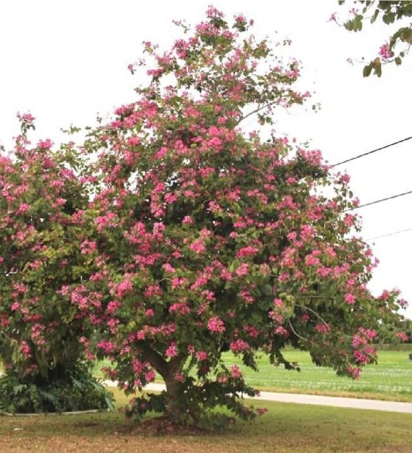 Bauhinia x Blakeana - Hong Kong Orchid - Specimen