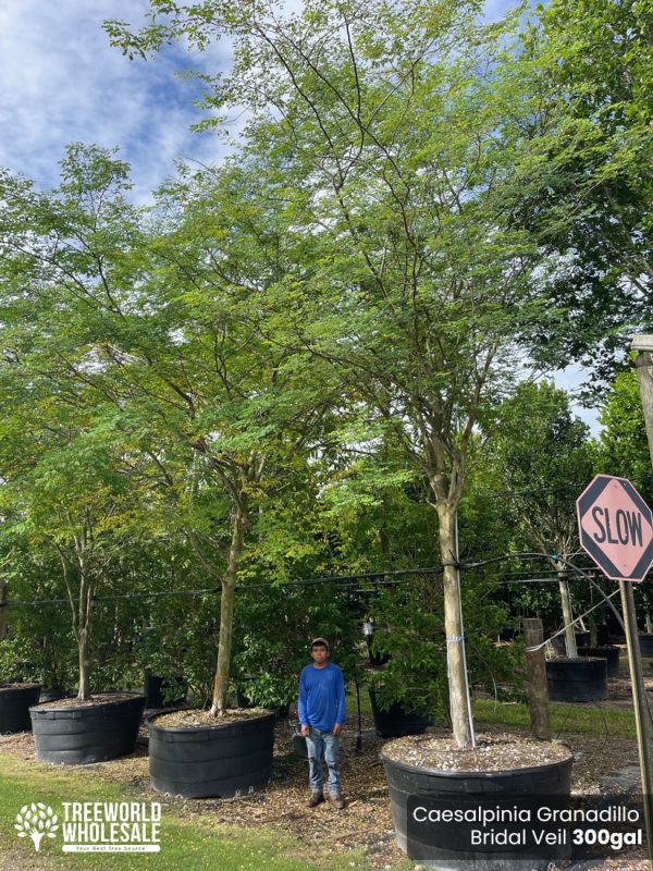 Caesalpinia Granadillo -Bridal Veil -300gal