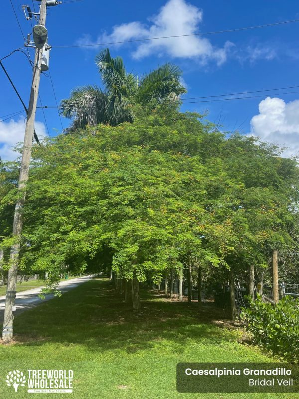 Caesalpinia Granadillo - Bridal Veil - Specimen