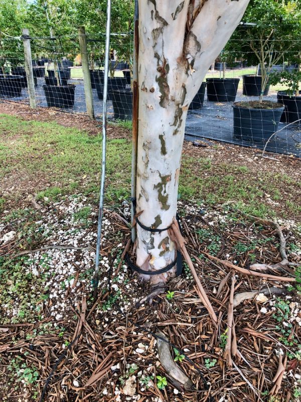 Caesalpinia Granadillo - Bridal Veil - Trunk