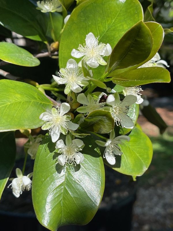 Calophyllum Brasilensis - Brazil Beauty Leaf - Flower