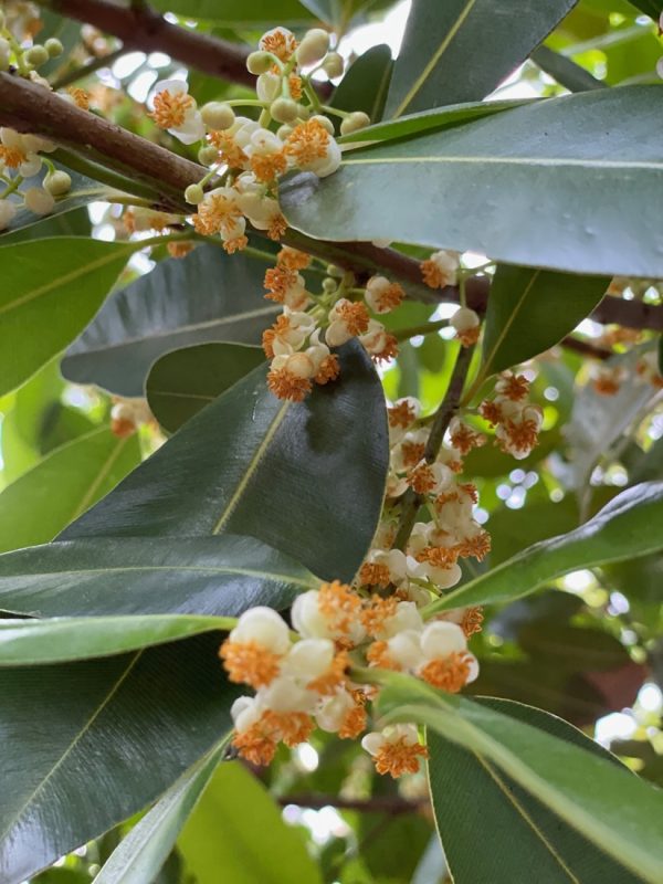 Calophyllum Brasilensis - Brazil Beauty Leaf - Flower