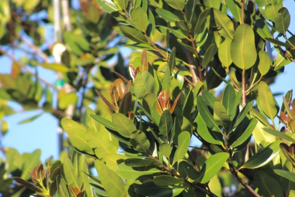 Calophyllum Brasilensis - Brazil Beauty Leaf - Leaf