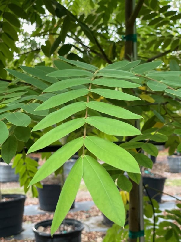 Cassia Bakeriana - Pink Cassia - Leaf