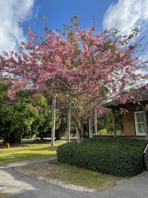 Cassia Bakeriana - Pink Cassia - Specimen