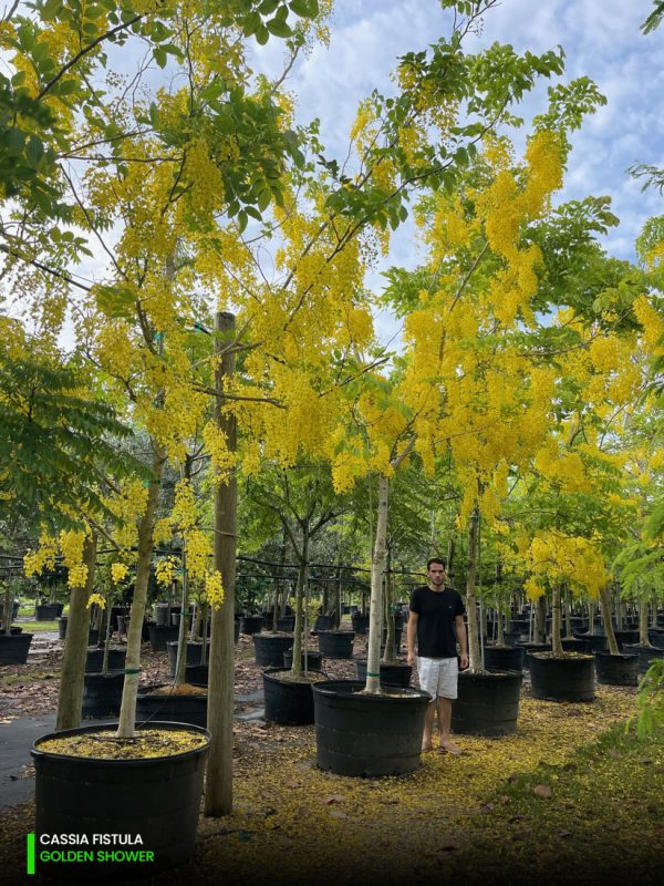 Cassia Fistula - Golden Shower