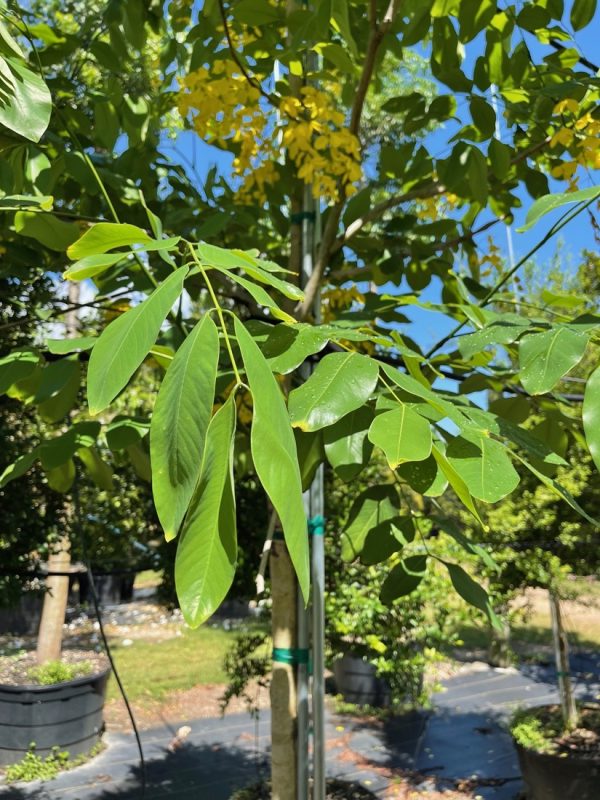 Cassia Fistula - Golden Shower - Leaf