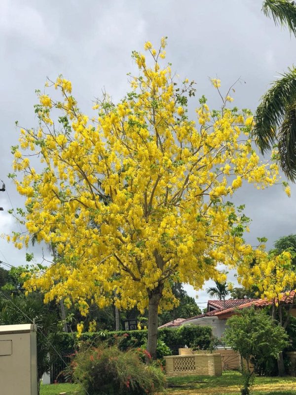 Cassia Fistula - Golden Shower - Specimen