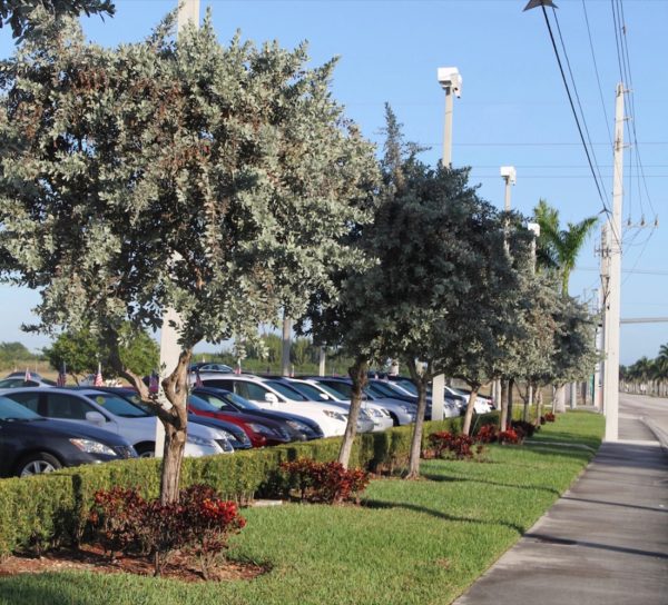 Conocarpus Erectus Var. Sericeus - Silver Buttonwood - Specimen