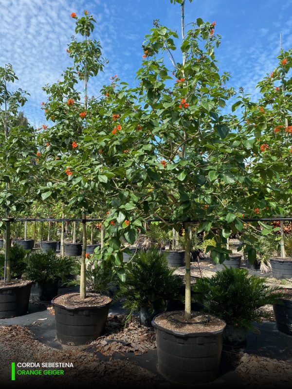 Cordia Sebestena - Orange Geiger