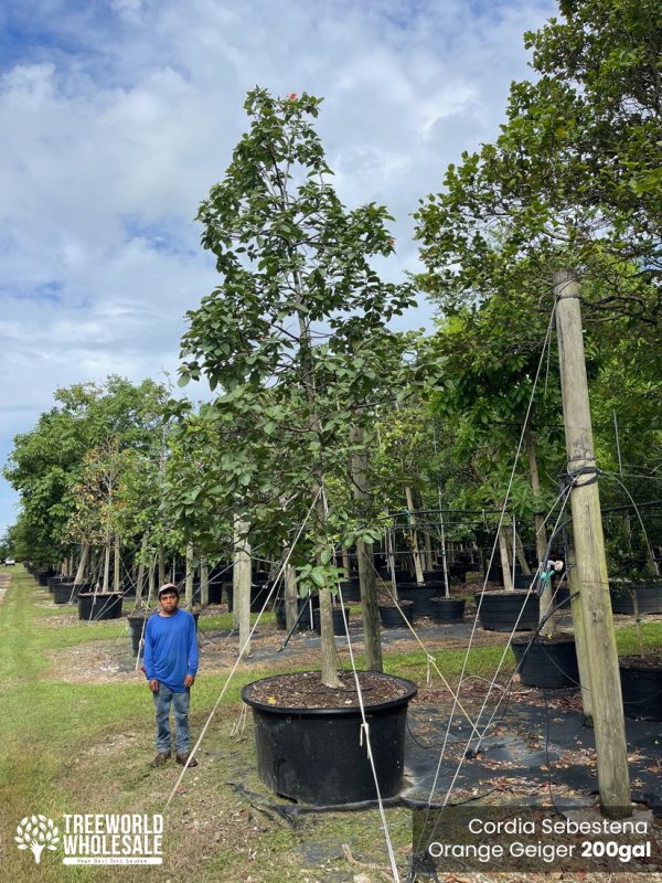 Cordia Sebestena - Orange Geiger -200gal