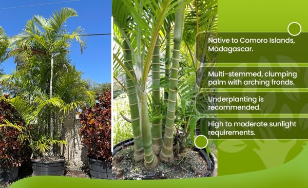 Cabada Palm Tree Characteristics & Care Requirements | Treeworld Wholesale