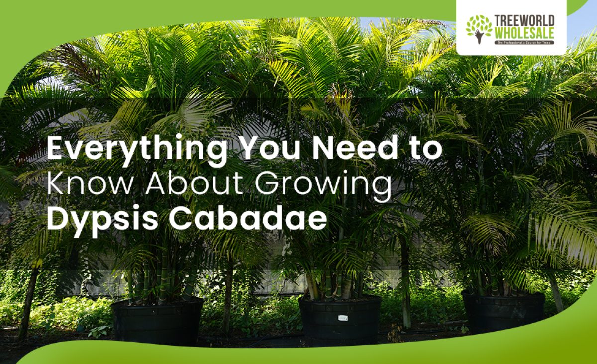 Growing-Dypsis-Cabadae--