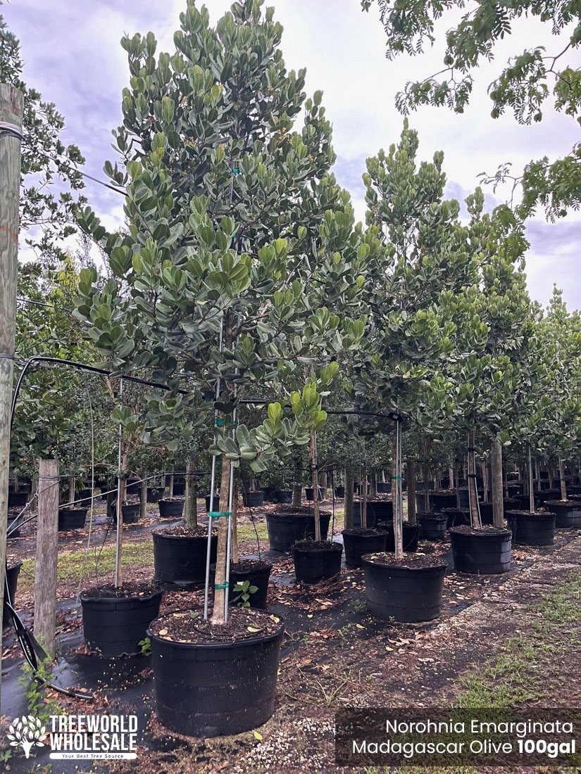 Madagascar Olive Tree - Noronhia Emarginata for sale Florida 🌳