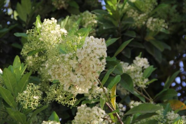 Pimenta Racemosa - Bay Rum - Flower