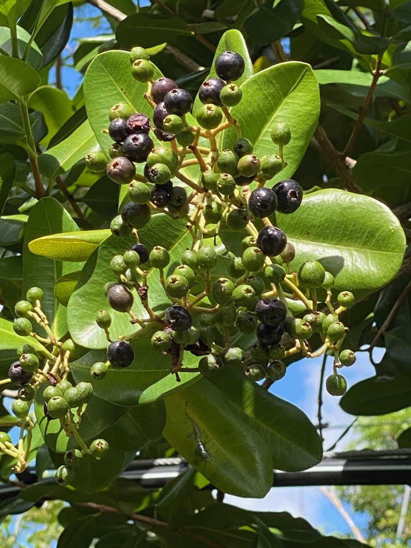 https://www.treeworldwholesale.com/wp-content/uploads/2022/02/Pimenta-Racemosa-Bay-Rum-Fruit-G-W.jpeg