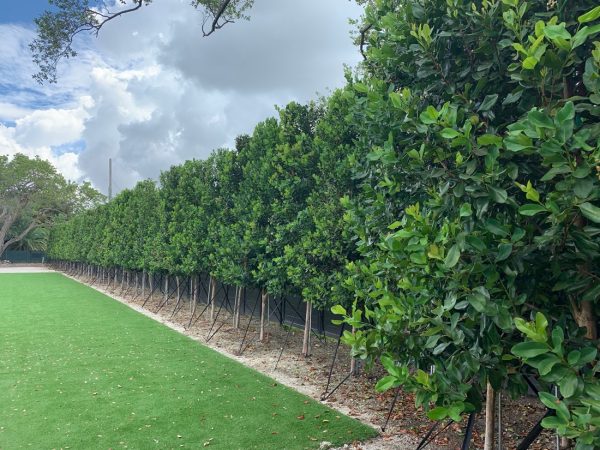 Pimenta Racemosa - Bay Rum - Privacy Hedge - Specimen