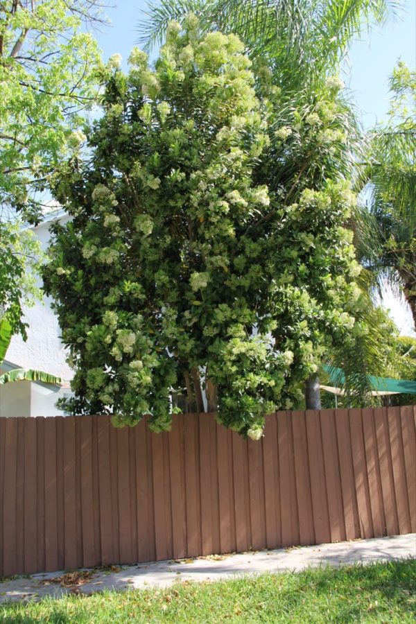 Pimenta Racemosa - Bay Rum - Specimen - Flower