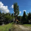 conocarpus erectus - green buttonwood