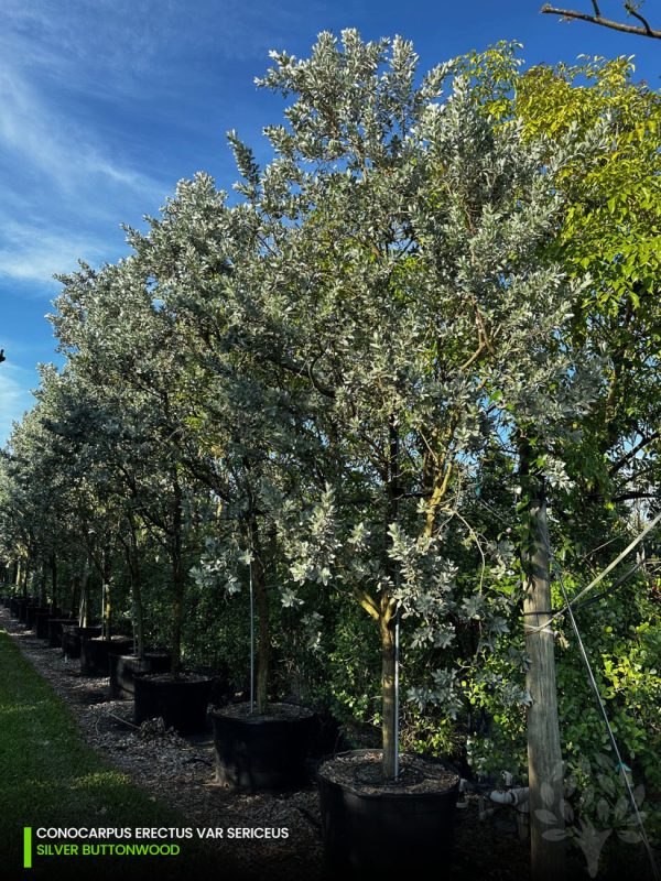 Conocarpus Erectus Var. Sericeous - Silver Buttonwood