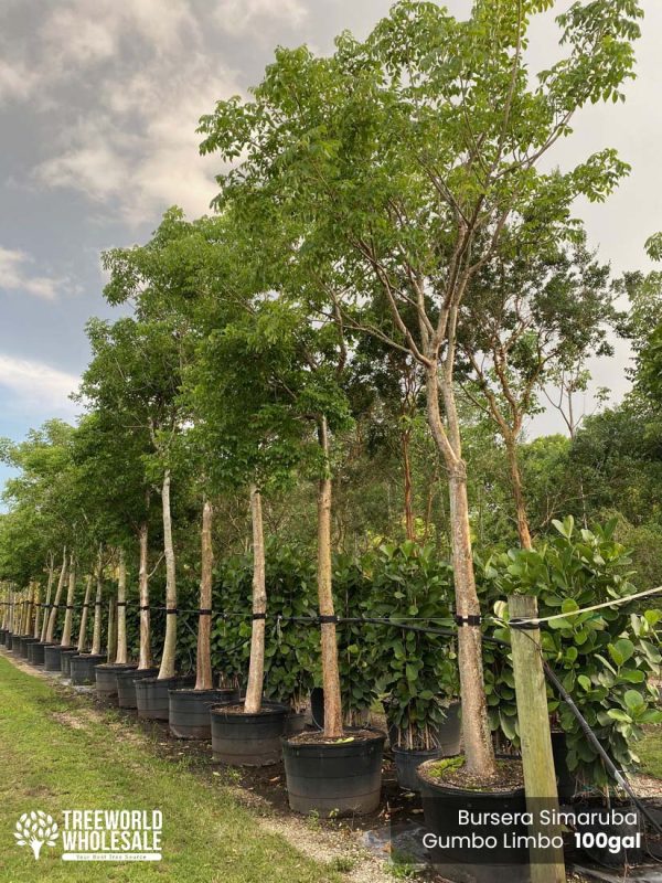 200 Gal - Bursera Simaruba - Gumbo Limbo - G - W