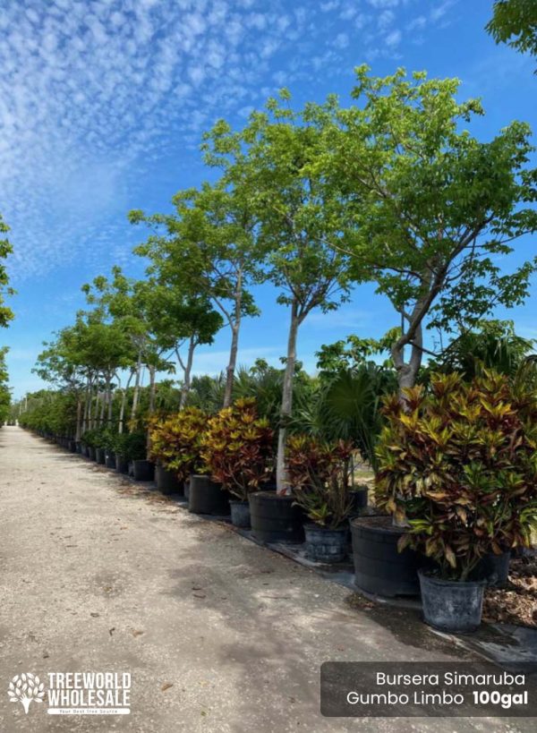 100-Gal-Bursera-Simaruba-Gumbo-Limbo