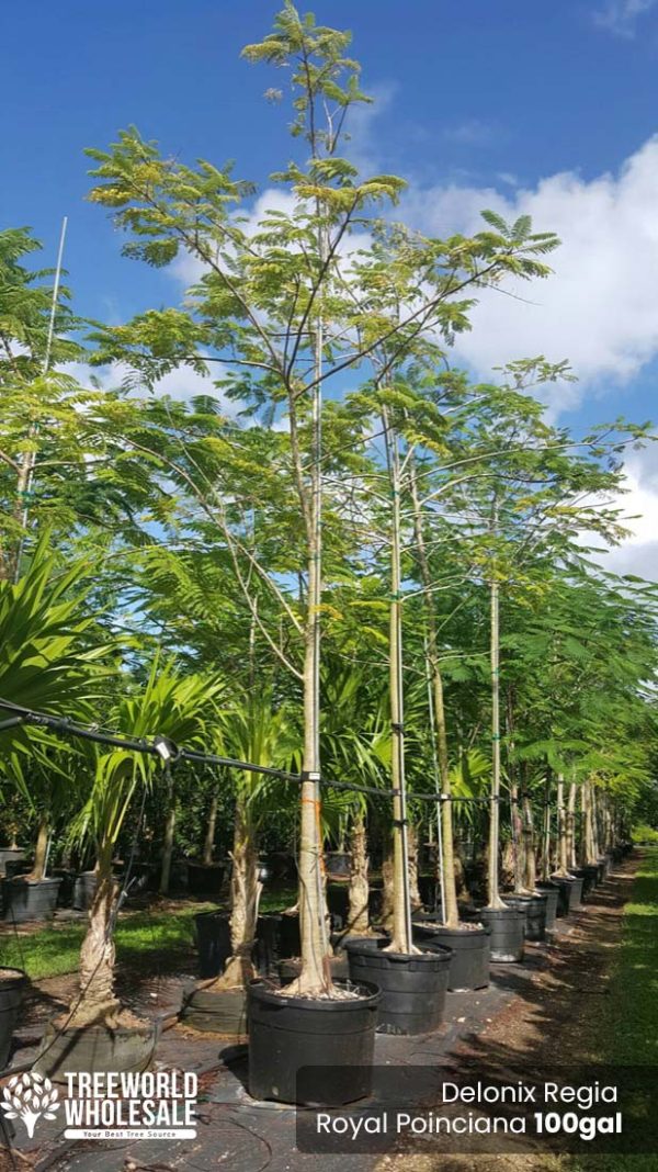 100-Gal-Delonix-Regia-Royal-Poinciana