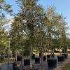 100 Gal - Tabebuia Bahamensis - White Tabebuia, Bahamian Trumpet