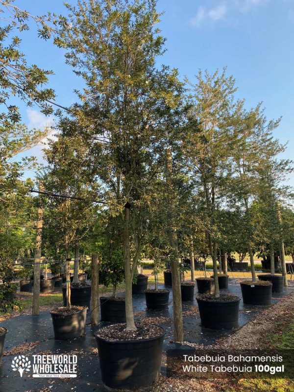 100 Gal - Tabebuia Bahamensis - White Tabebuia, Bahamian Trumpet