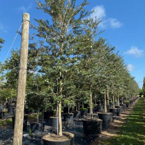 100 Gal - Tabebuia Bahamensis - White Tabebuia, Bahamian Trumpet