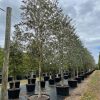 100 Gal - Tabebuia Bahamensis - White Tabebuia, Bahamian Trumpet