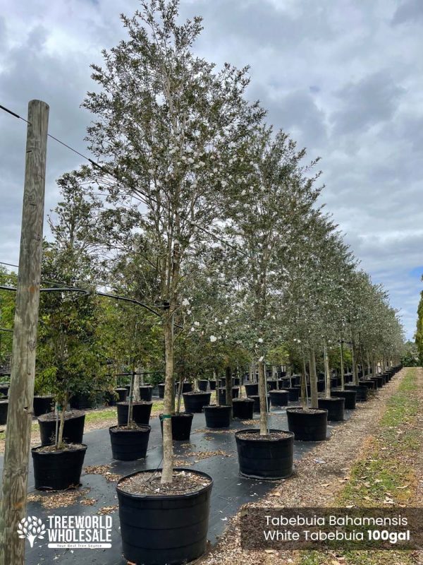 100 Gal - Tabebuia Bahamensis - White Tabebuia, Bahamian Trumpet