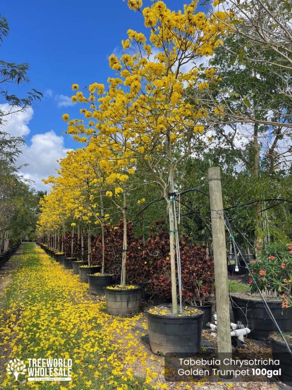 100 Gal - Tabebuia Chrysotricha - Golden Trumpet