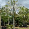 100 Gal - Tabebuia Roseoalba - White Ipe