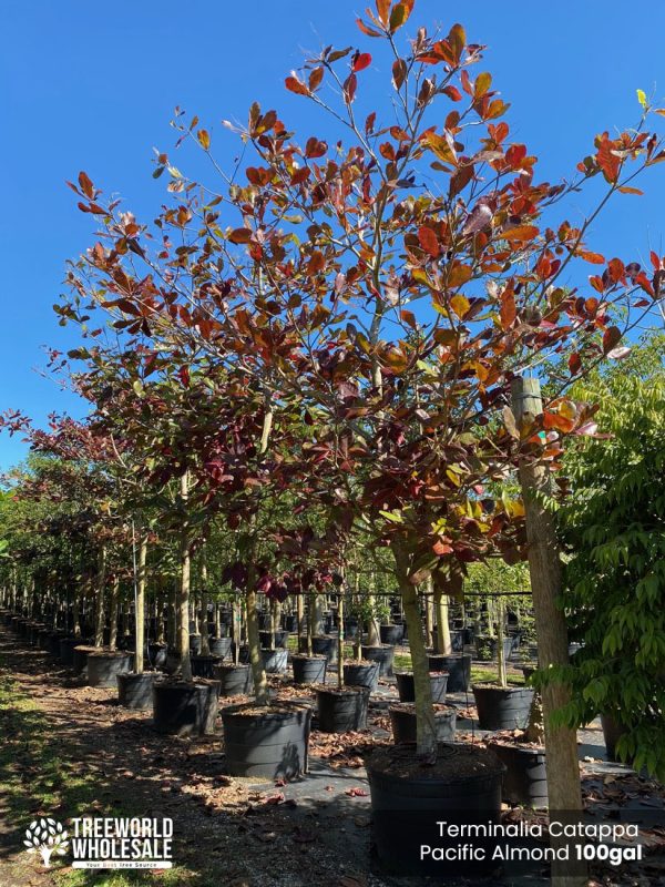 100 Gal - Terminalia Catappa - Pacific Almond, Tropical Almond