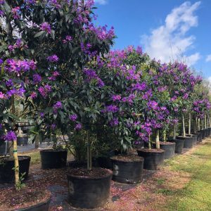 100 Gal - Tibouchina Granulosa for sale - Purple Glory tree