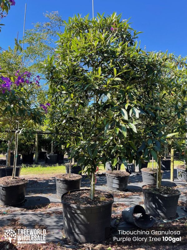 100 Gal - Tibouchina Granulosa - Purple Glory