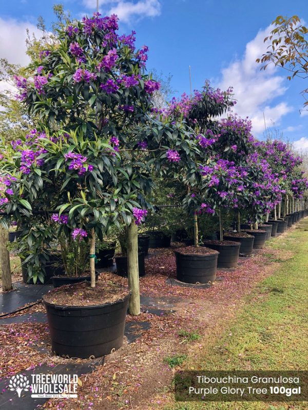 100 Gal - Tibouchina Granulosa - Purple Glory